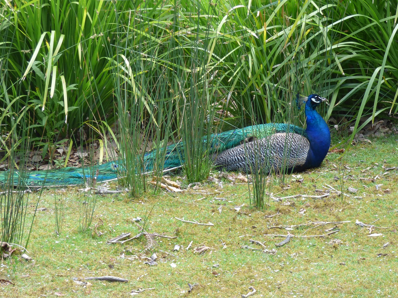 bird peacock colorful free photo