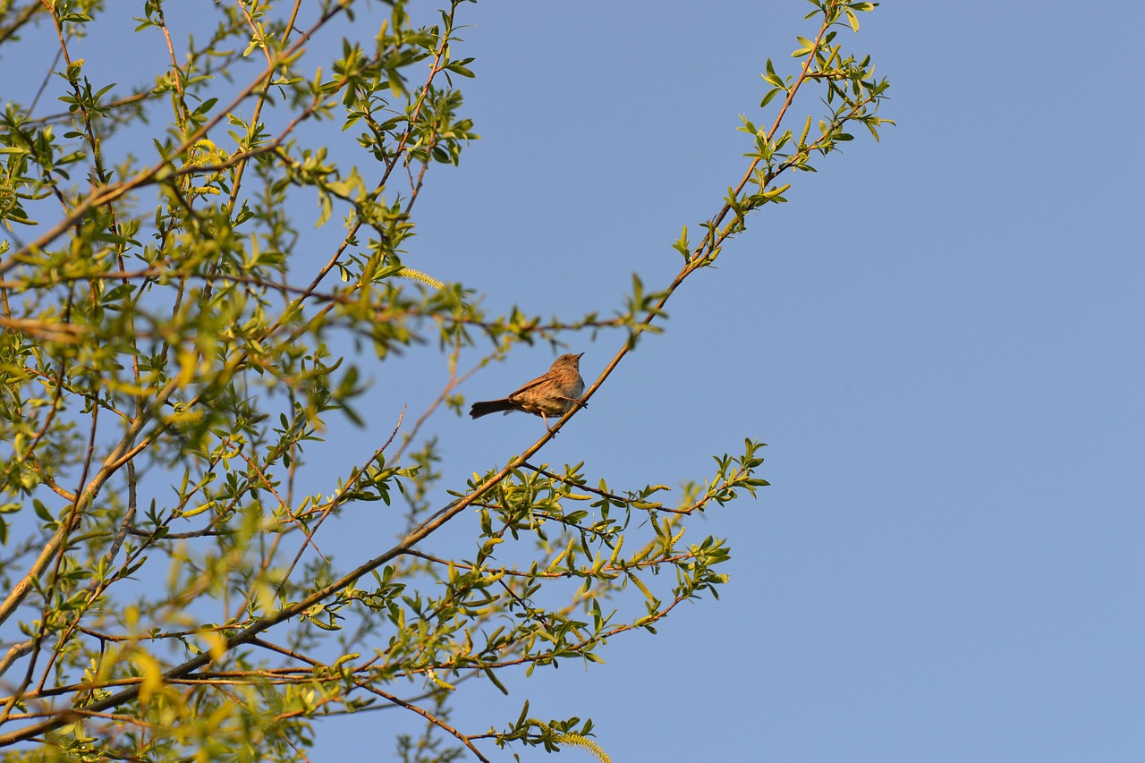 bird dunnock tree free photo