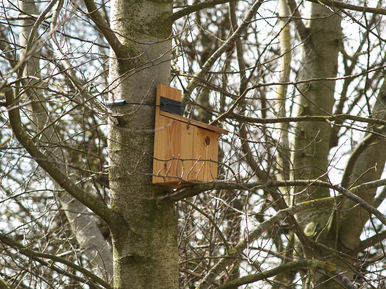 bird bird box nature free photo