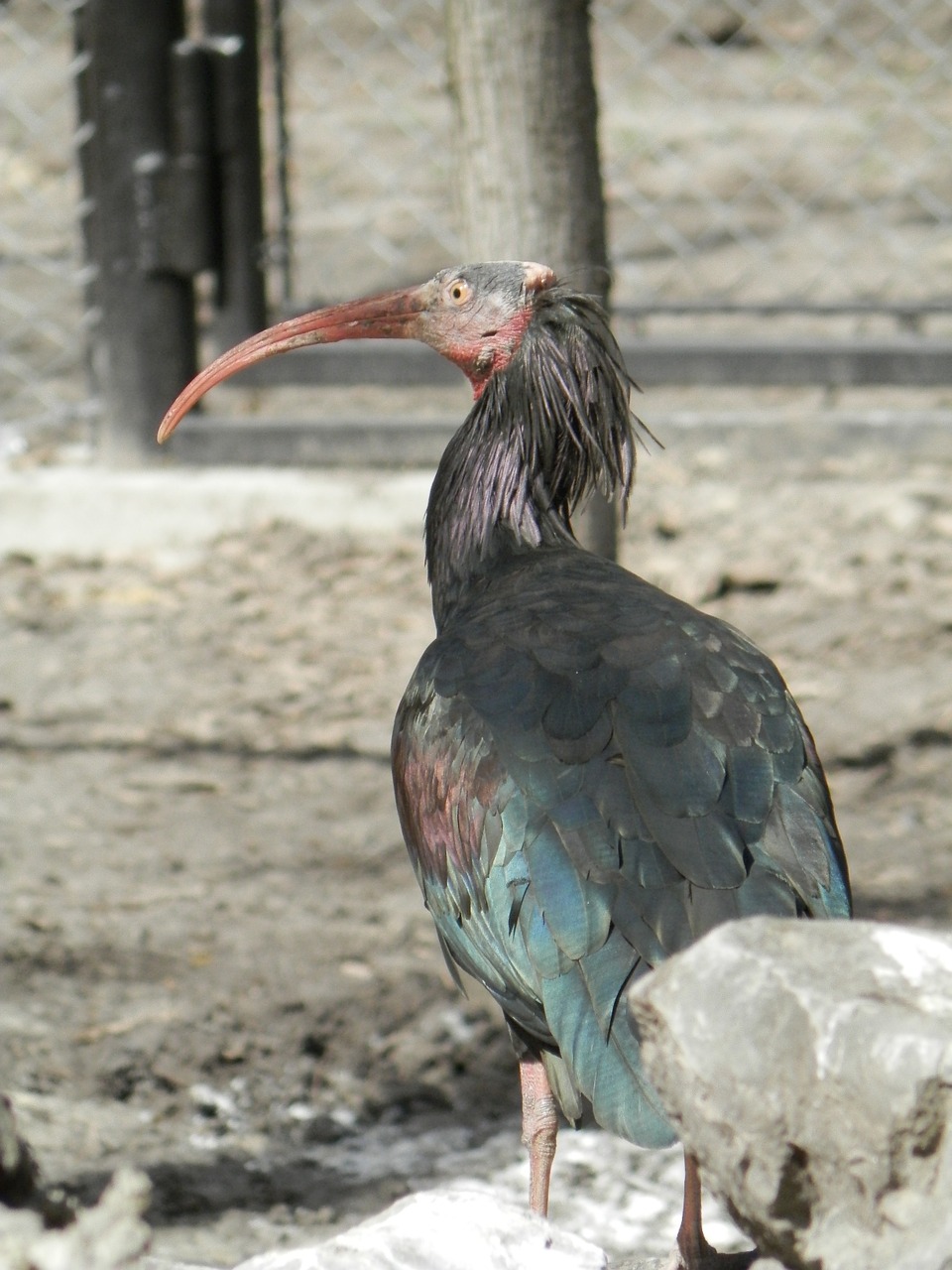 bird zoo beak free photo