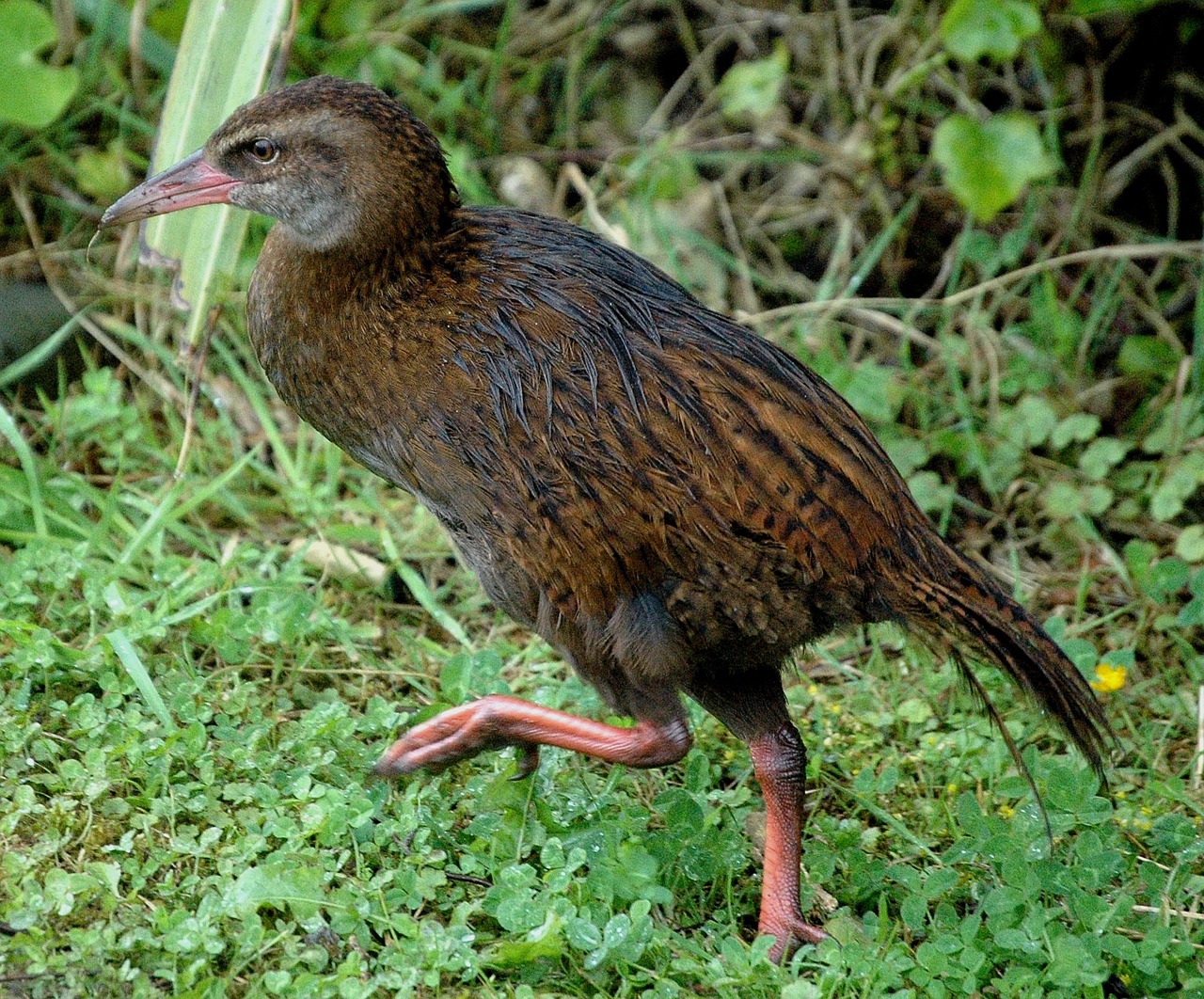 bird new zealand run free photo