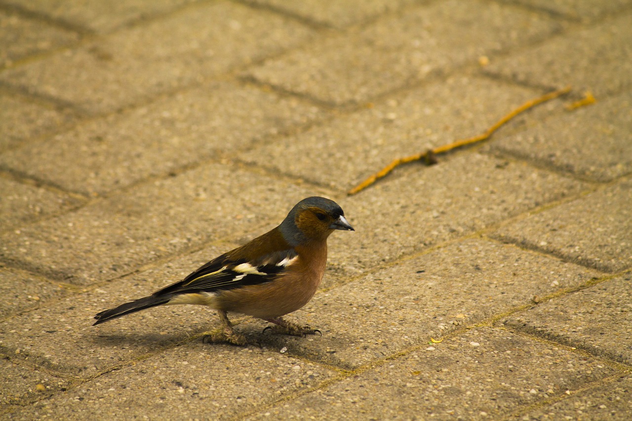 bird songbird chaffinch free photo