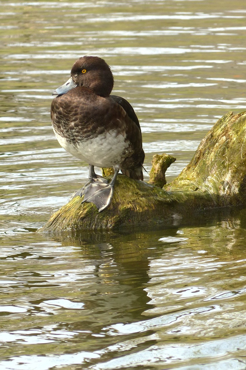 bird water duck free photo