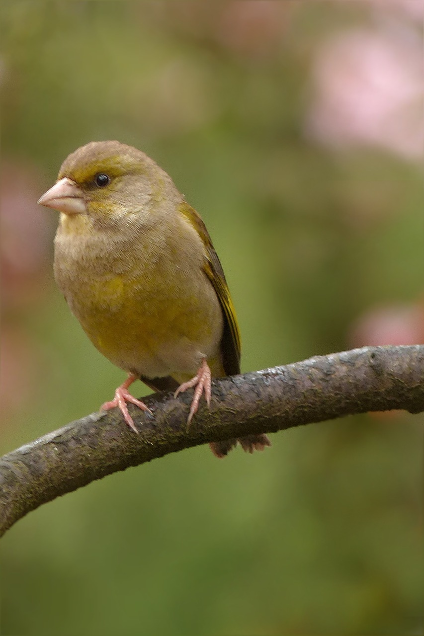 bird greenfinch young free photo
