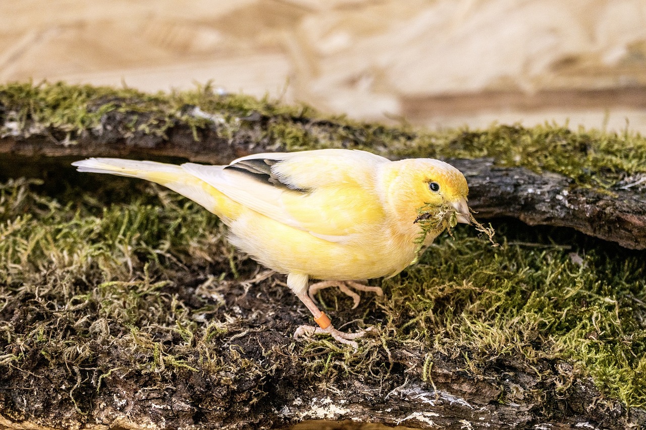 bird canary yellow free photo