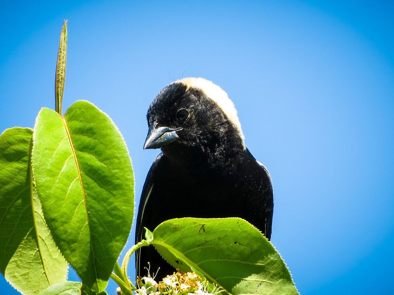 bird bobolink blackbird free photo