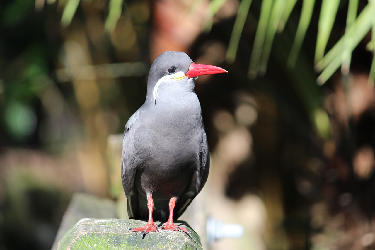 bird grey animal free photo