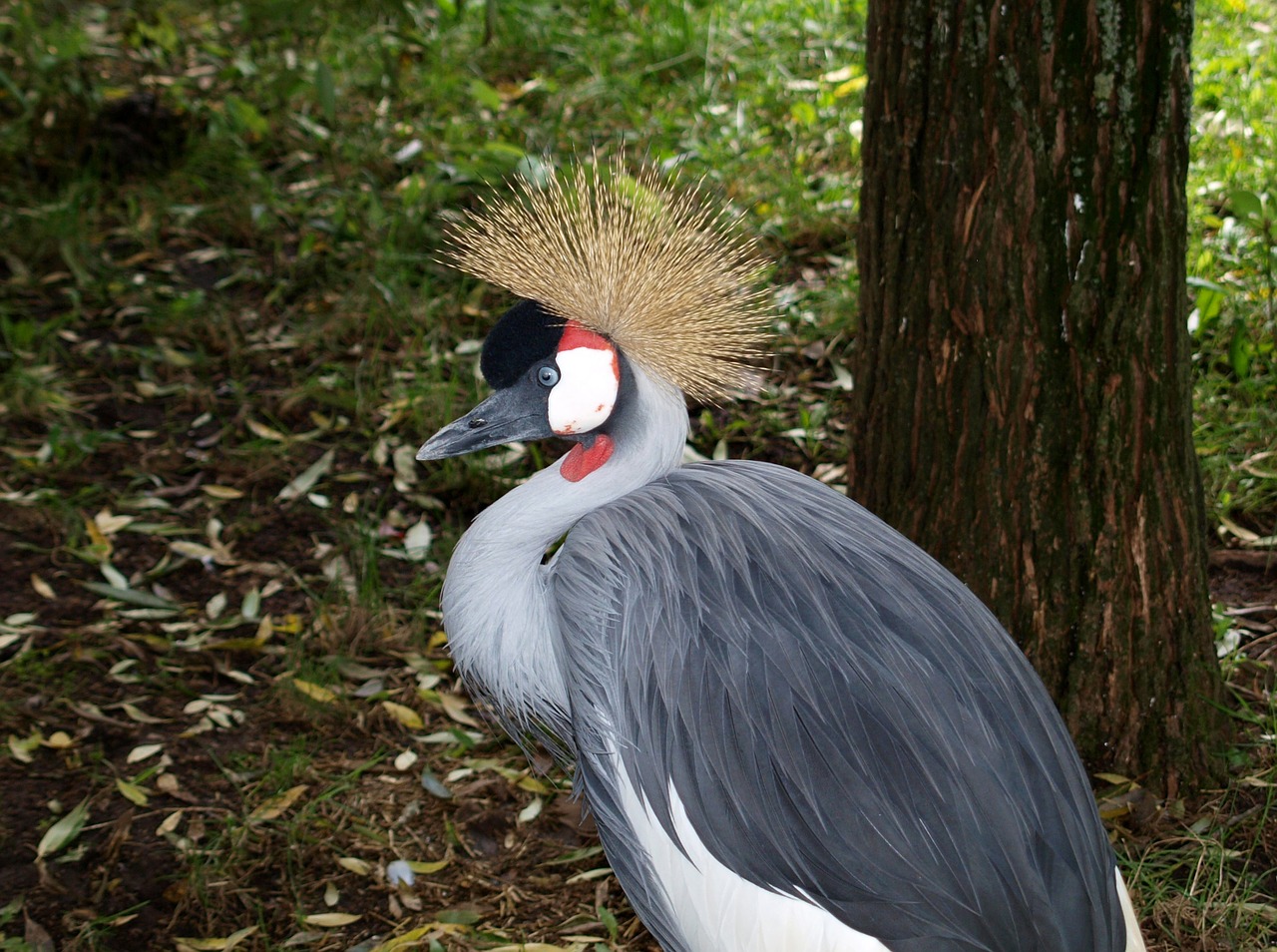 bird grey crowned crane headdress free photo