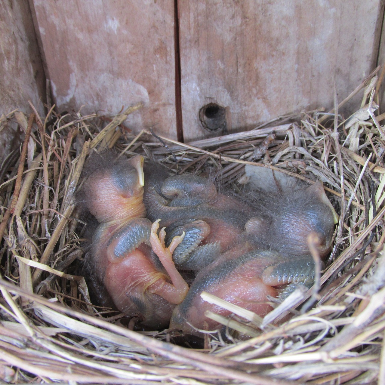 bird bluebird nest free photo