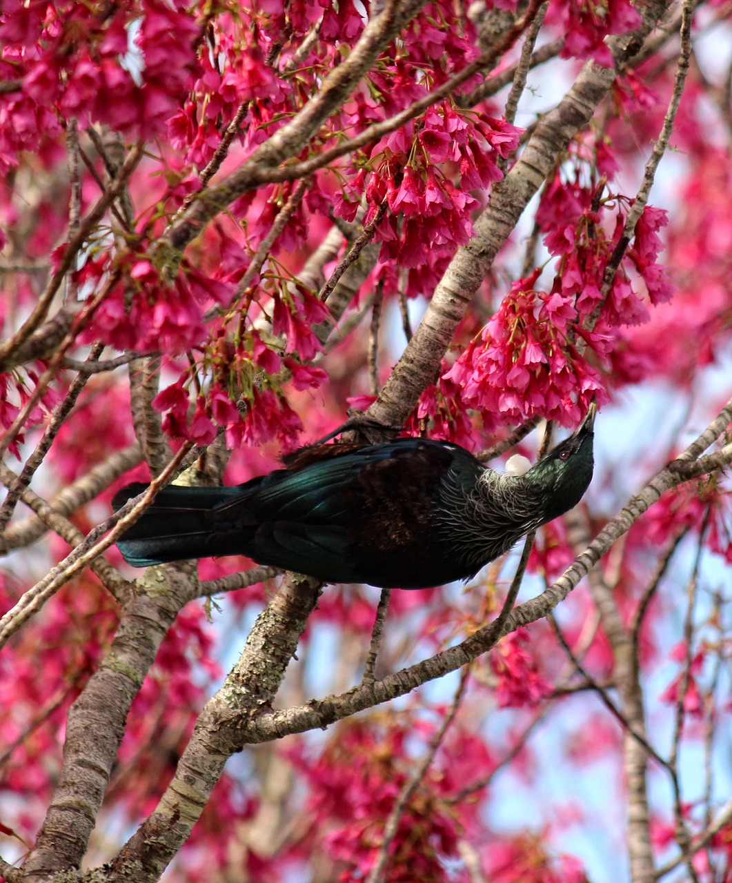 bird blossoms tui free photo