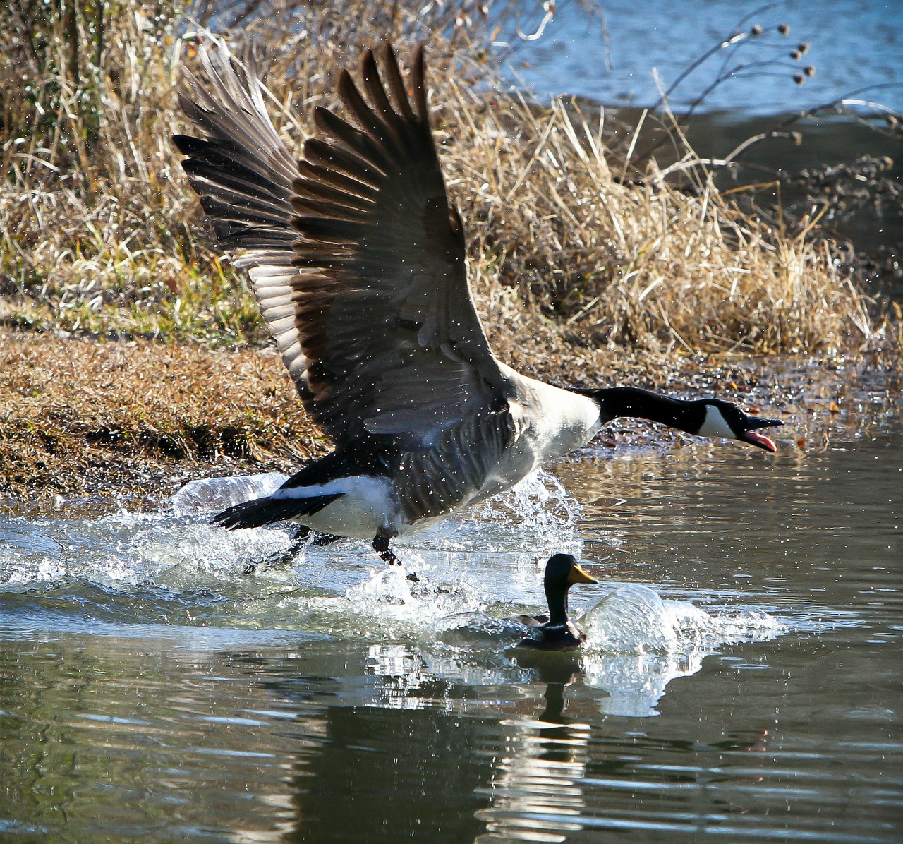 bird creature canada geese free photo