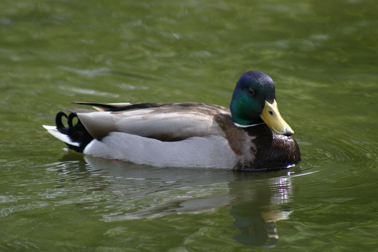 bird duck mallard free photo