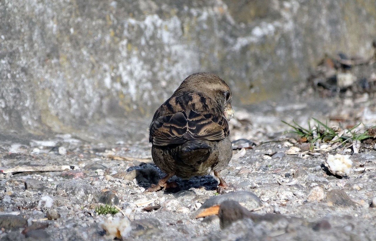 bird the sparrow nature free photo