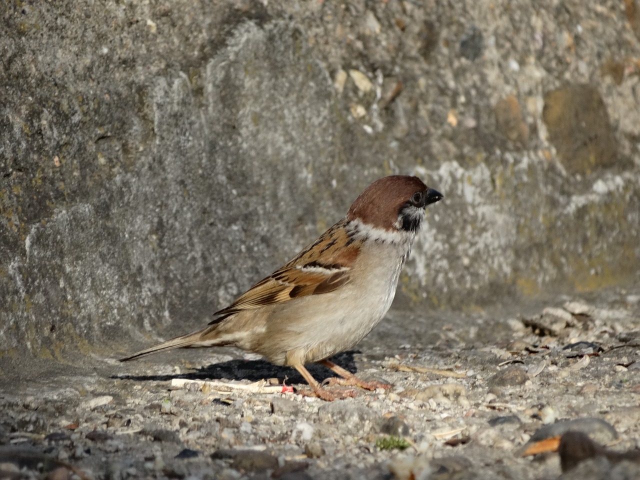 bird fauna the sparrow free photo