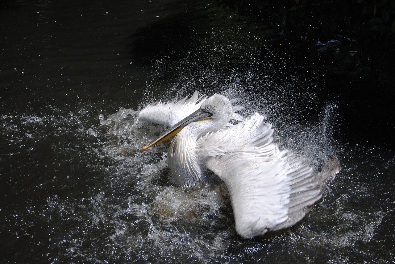 bird sea shake free photo