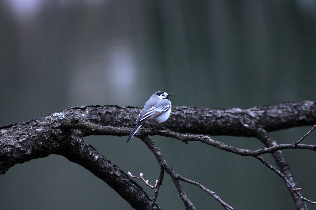 bird nature branch free photo