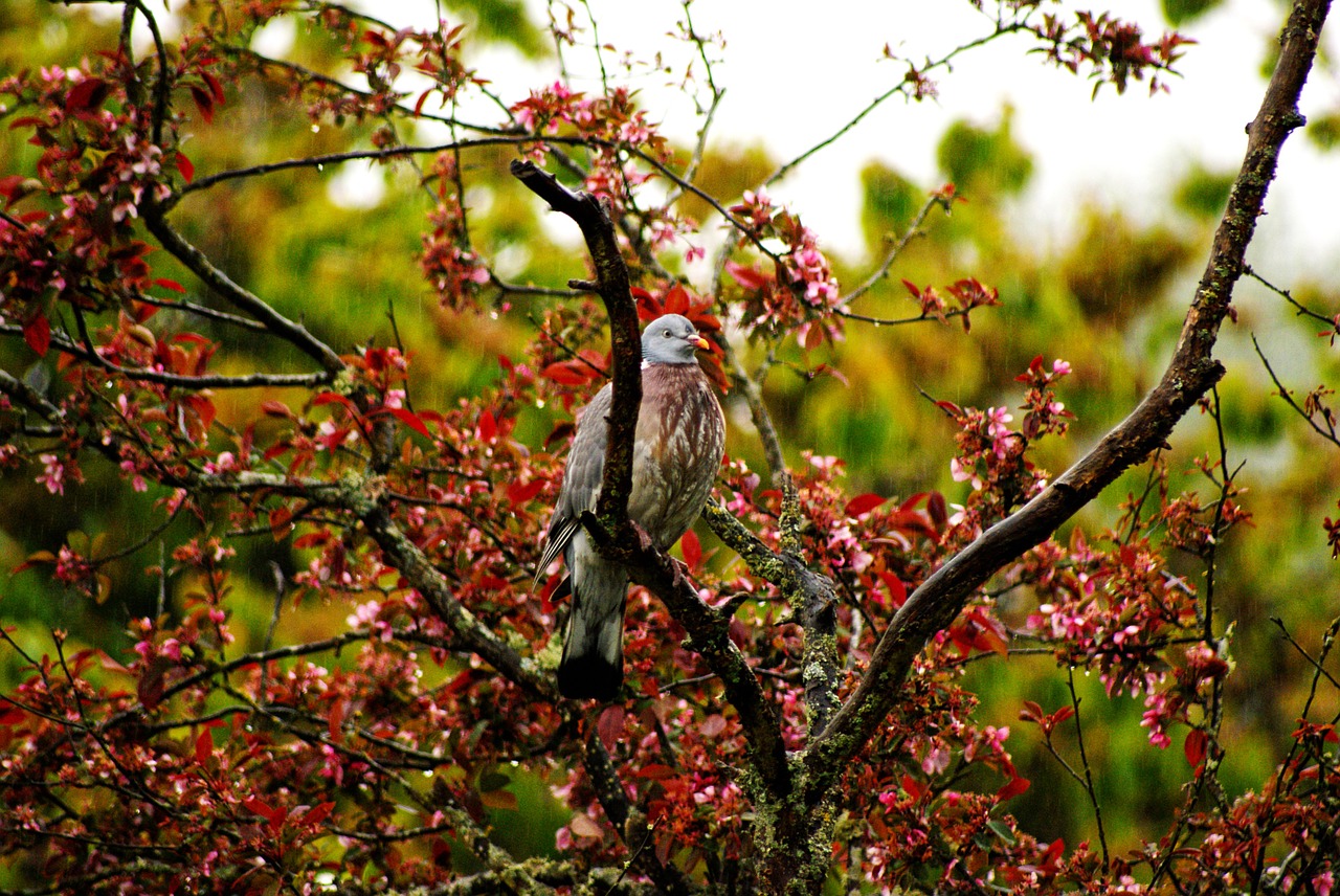 bird pigeon tree free photo