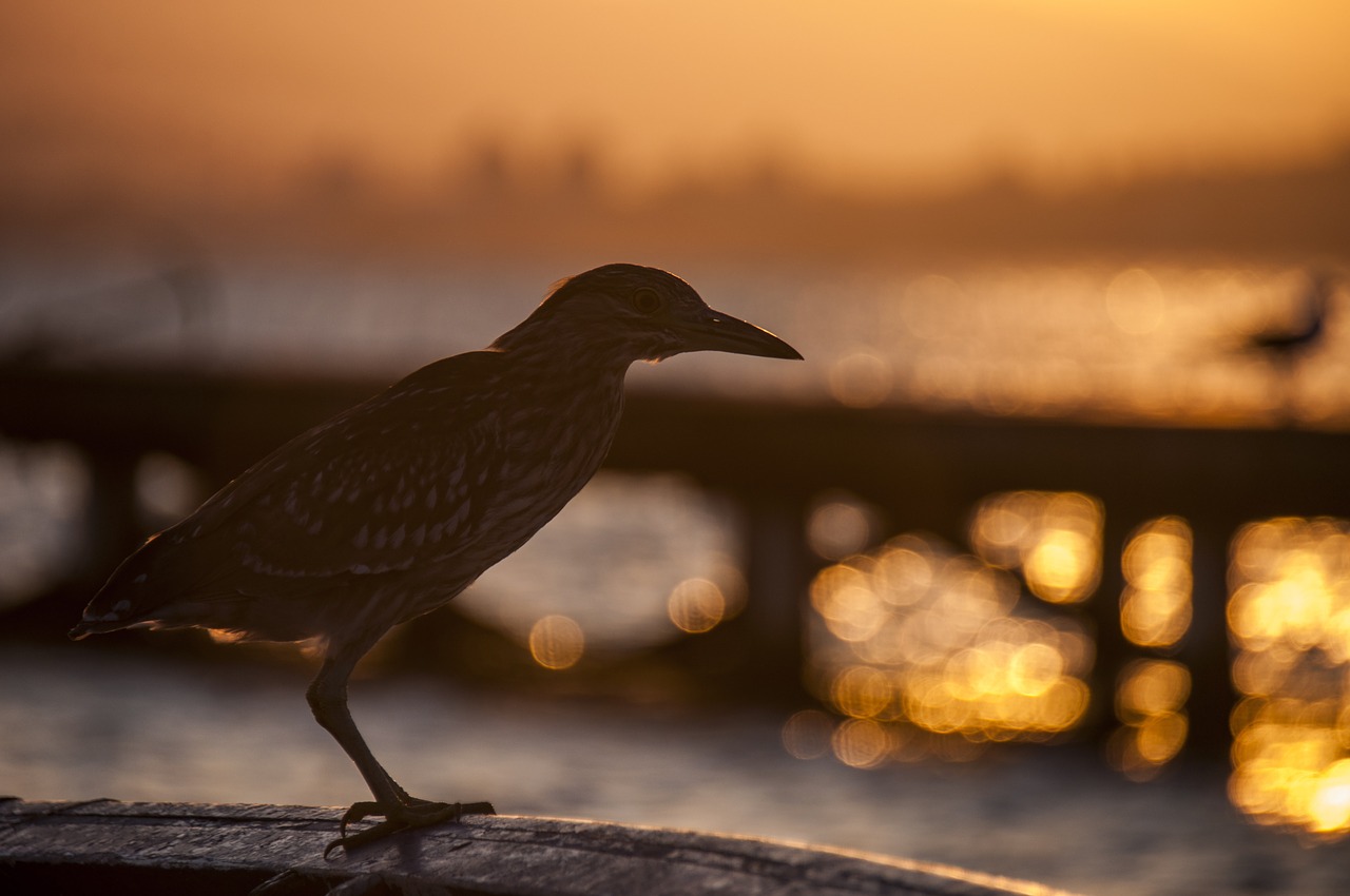 bird sunset against light free photo