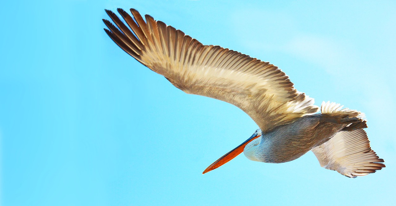 bird big pelican free photo