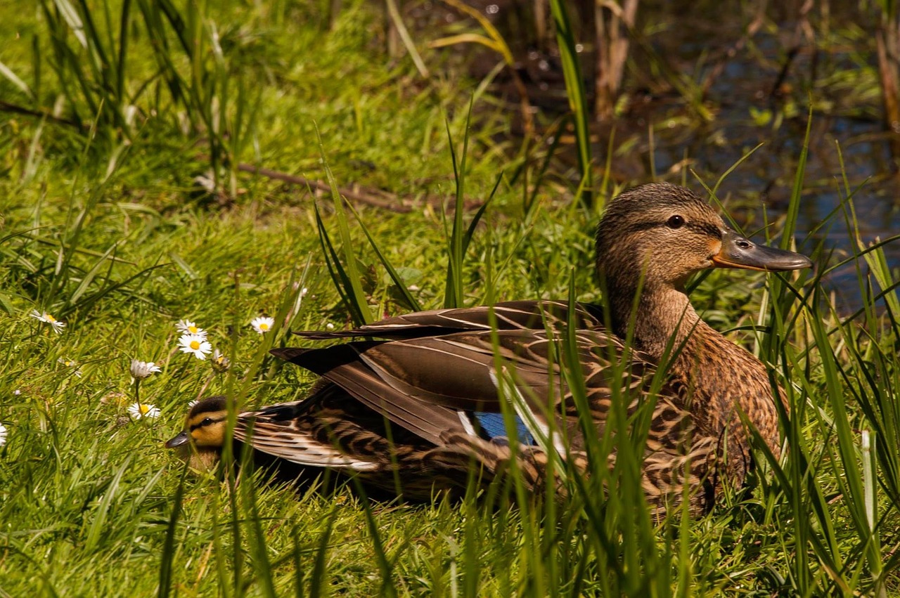 bird mallard animals free photo