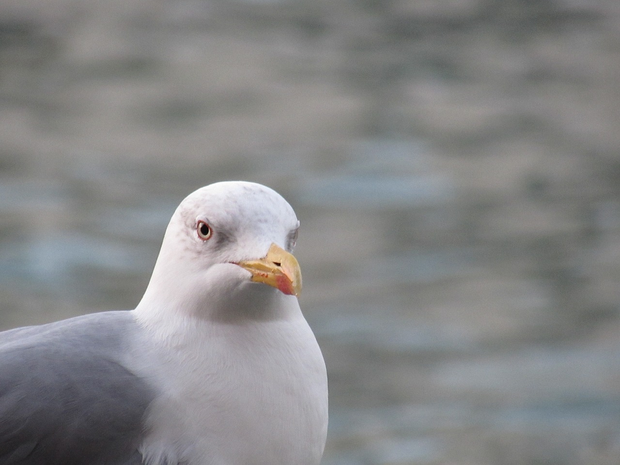 bird nature venice free photo