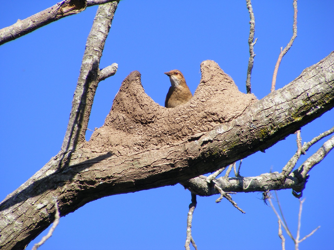 bird rufous hornero nest free photo