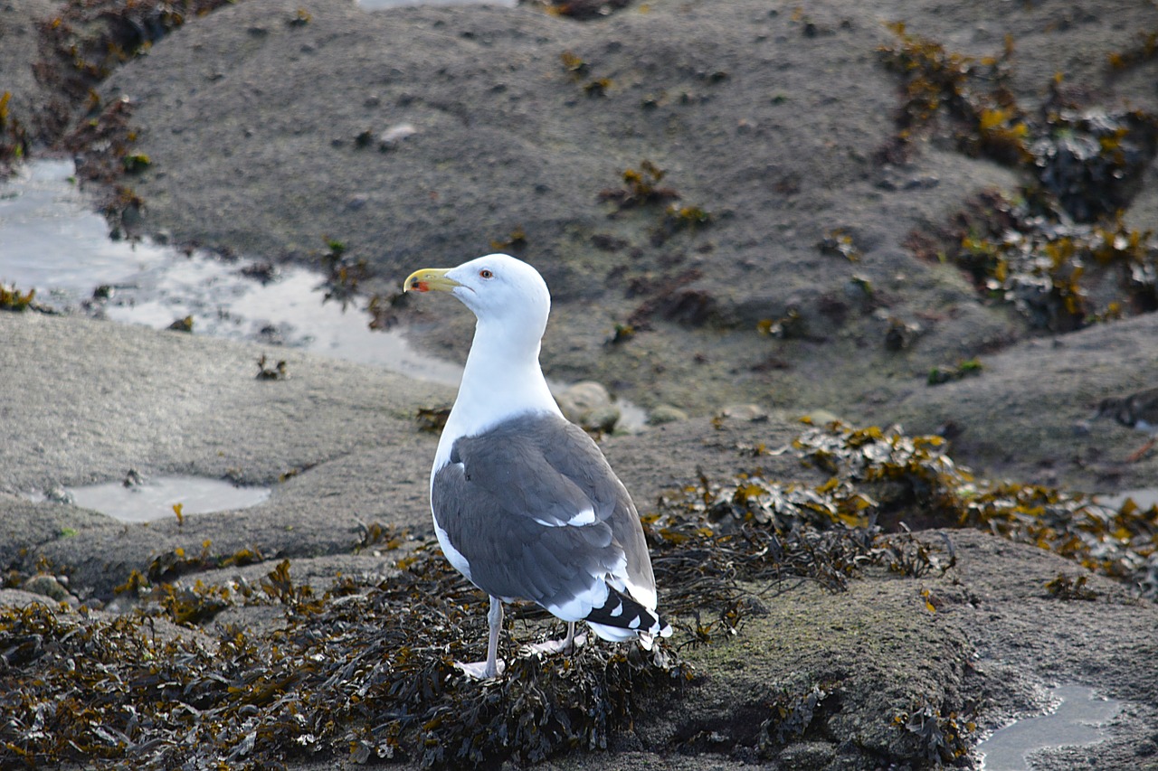 bird gull animal free photo