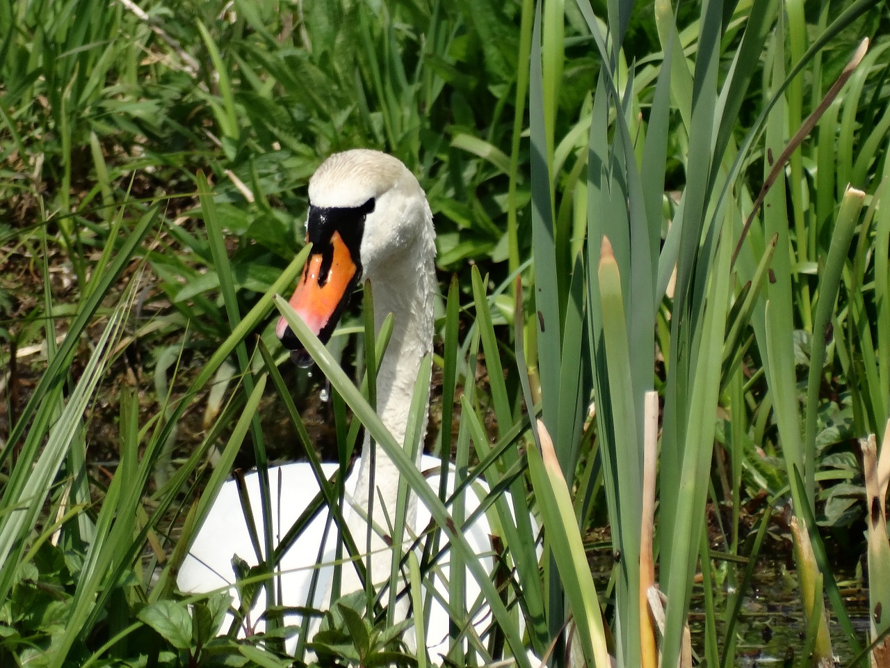 bird swan nature free photo