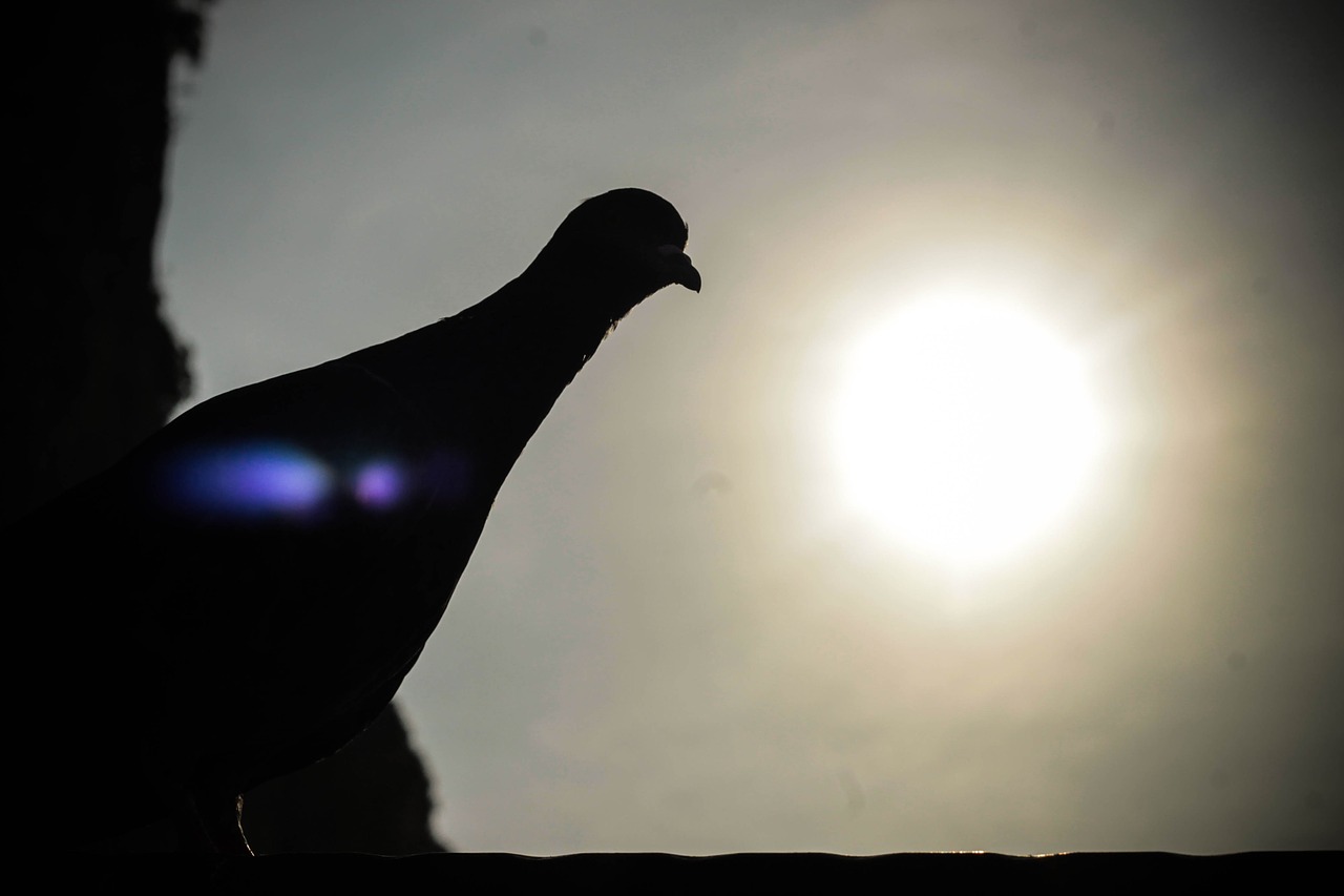 bird nature shadow free photo