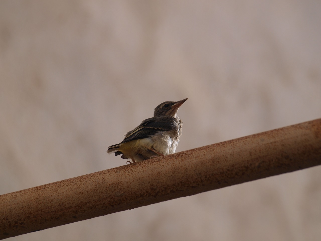 bird tube nature free photo