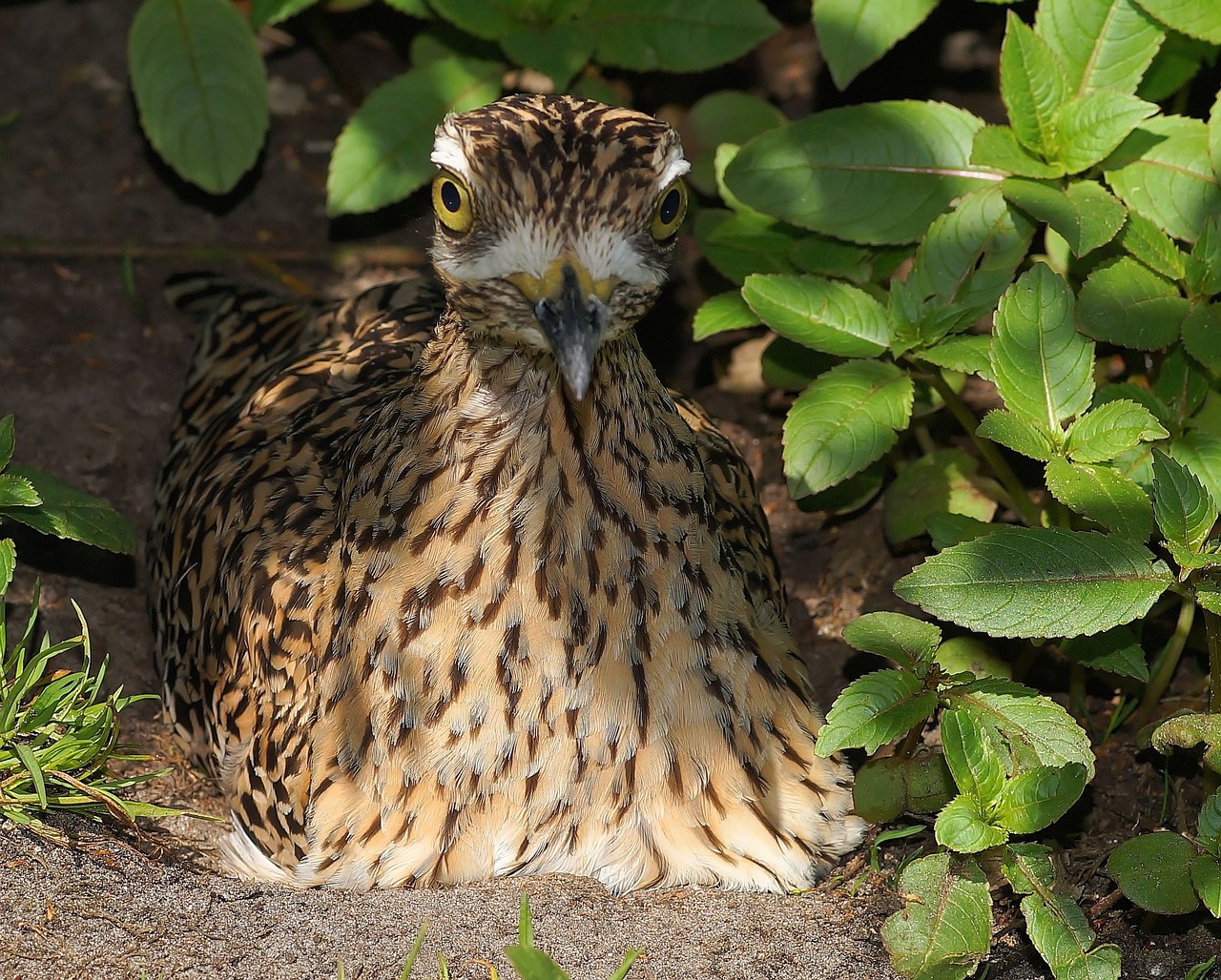 bird mother bird hatching free photo