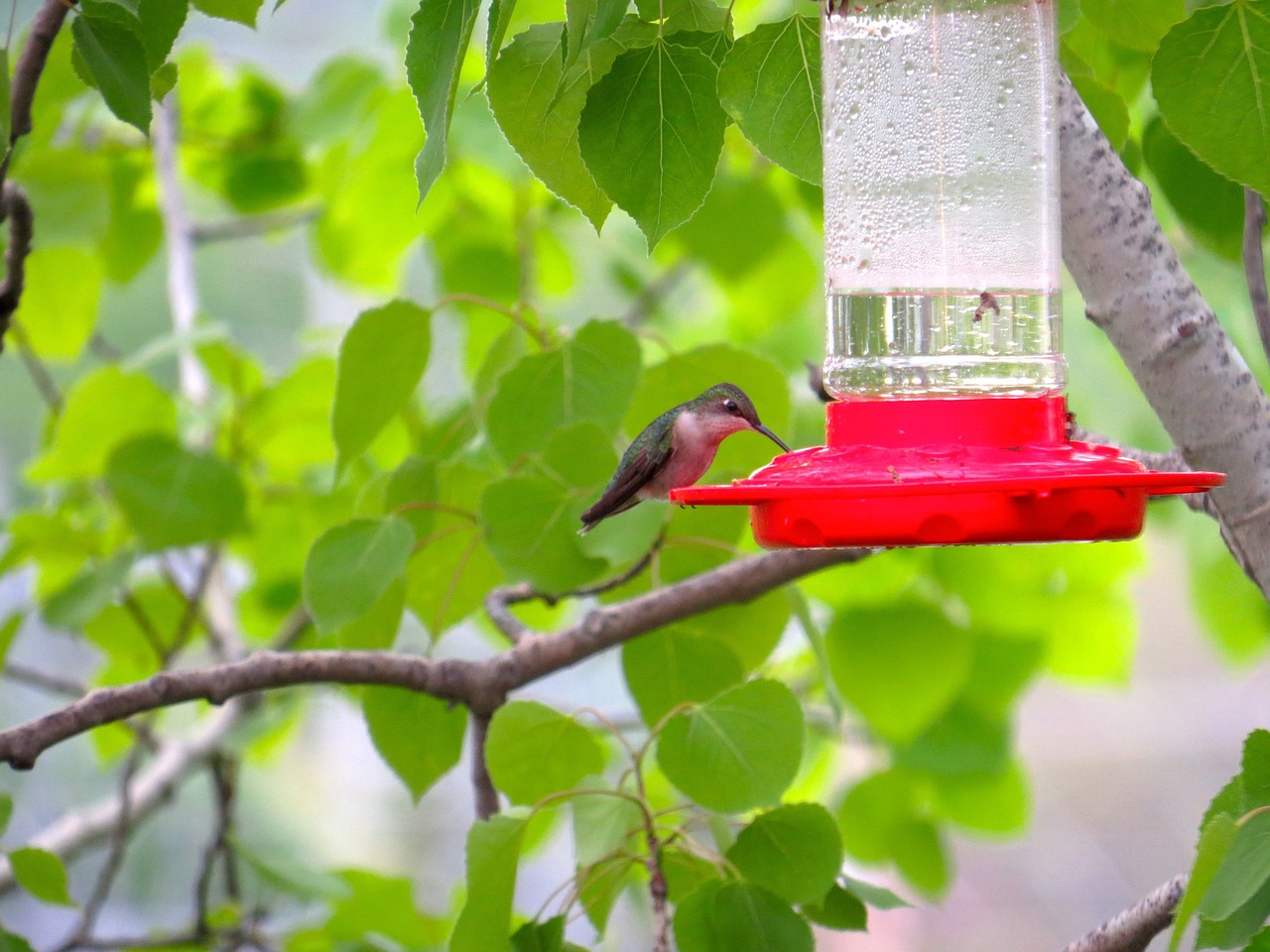 bird nature hummingbird free photo