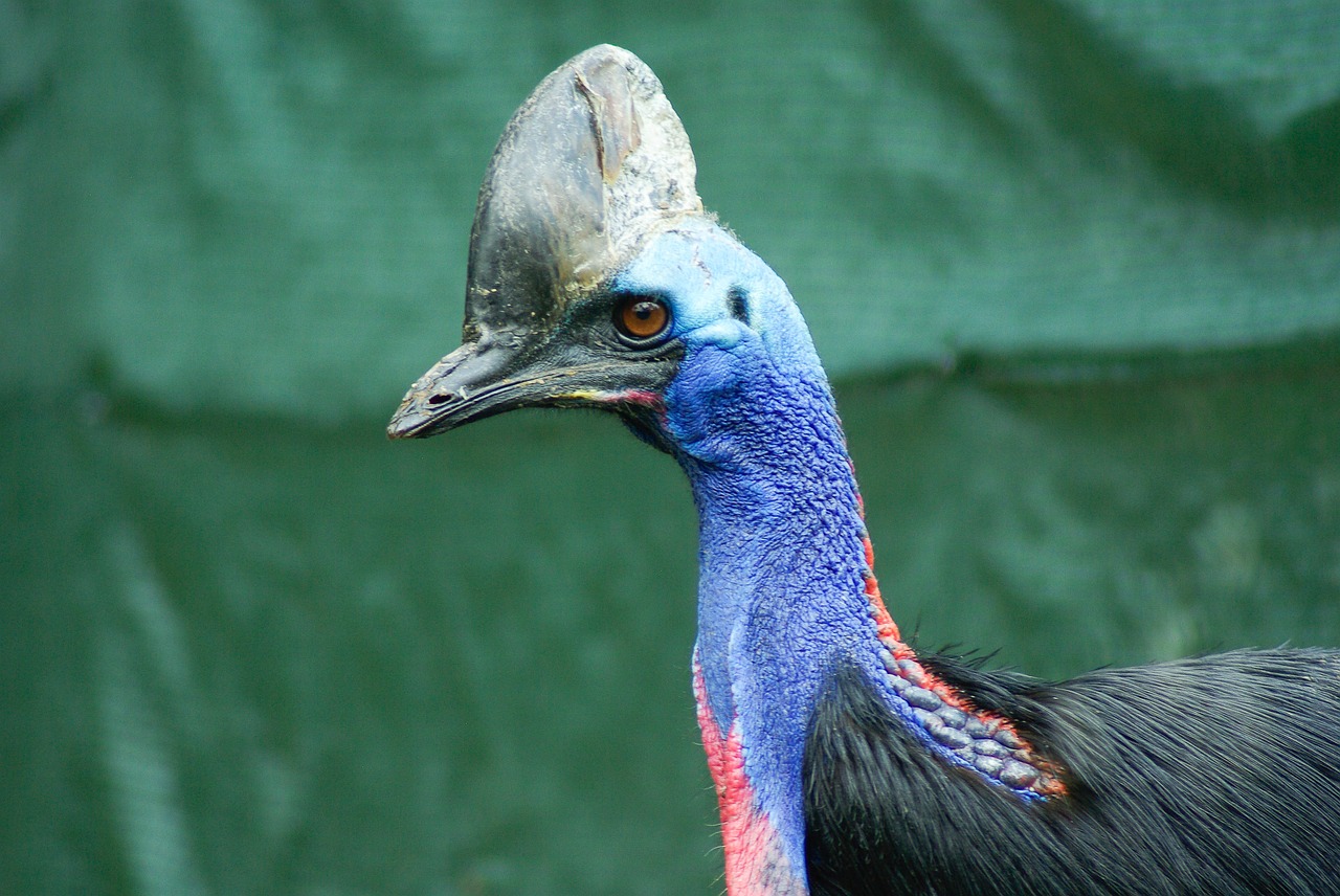 bird cassowary helmet free photo