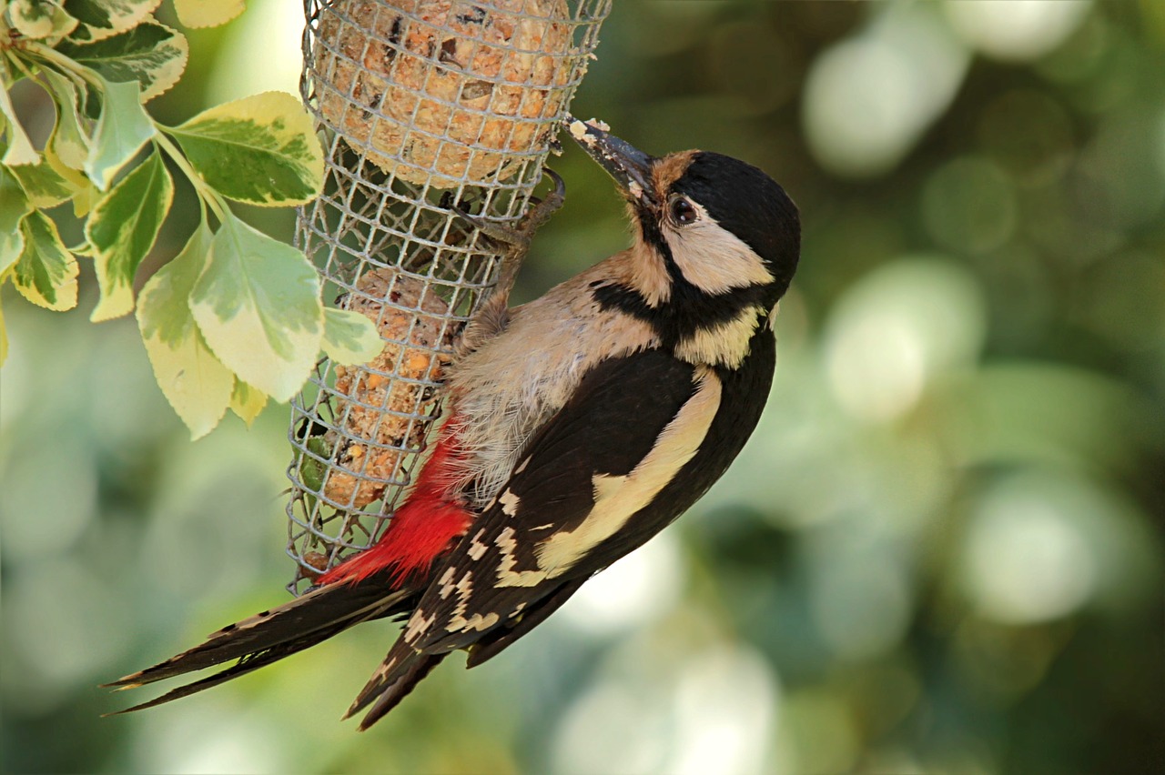 bird great spotted woodpecker young animal free photo