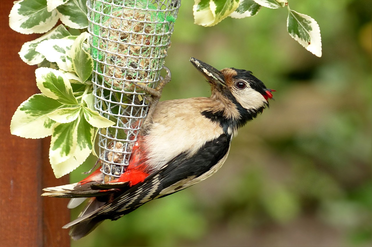 bird great spotted woodpecker young animal free photo