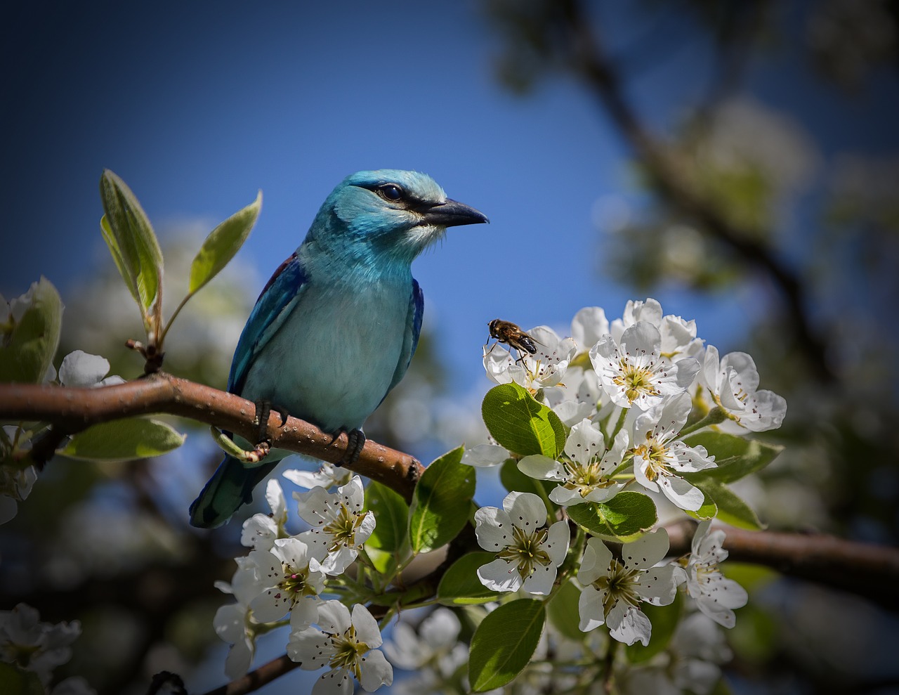 bird blue mood free photo