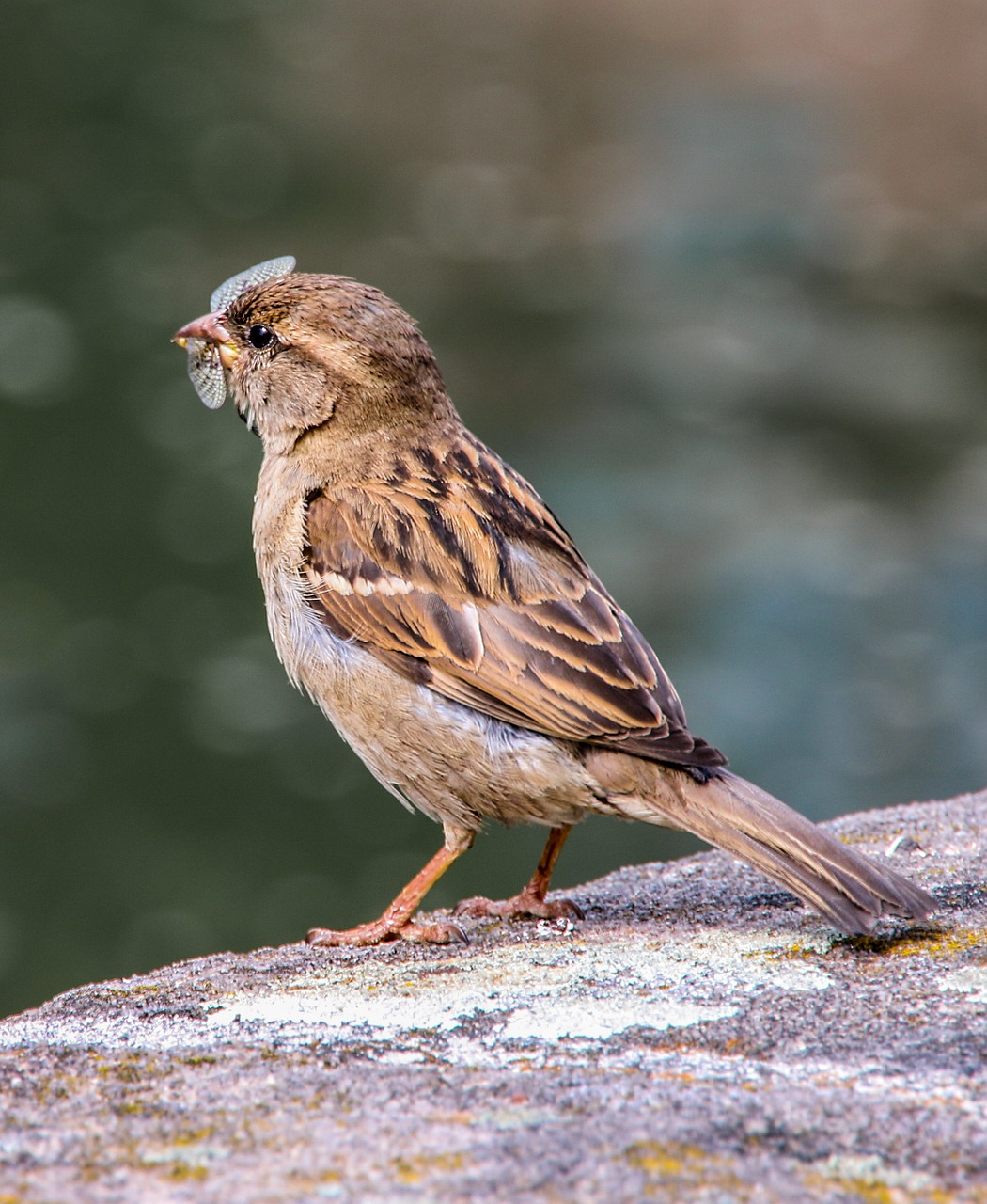 bird sparrow sperling free photo