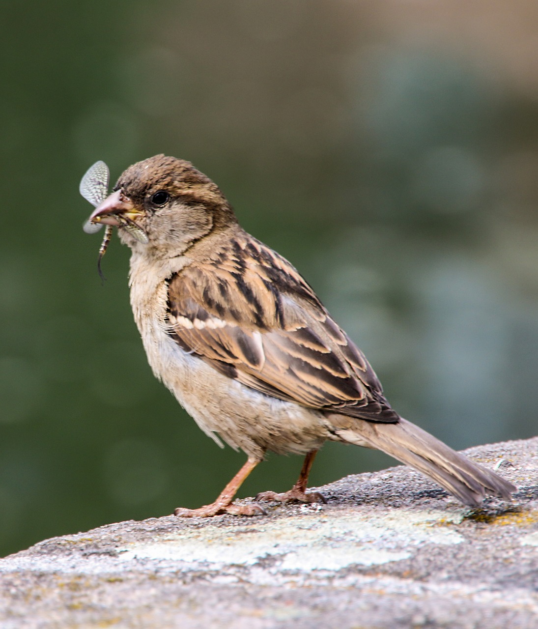 bird sparrow sperling free photo