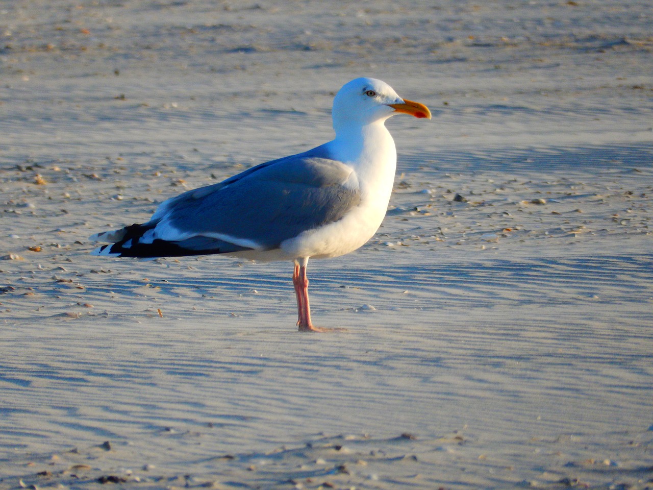 bird seagull beach free photo