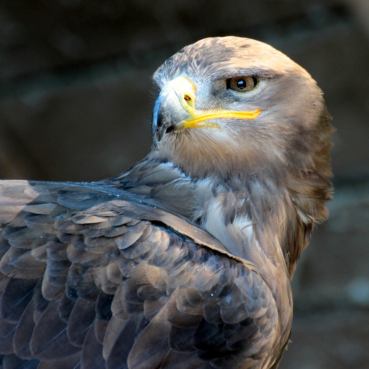 bird nature pen free photo