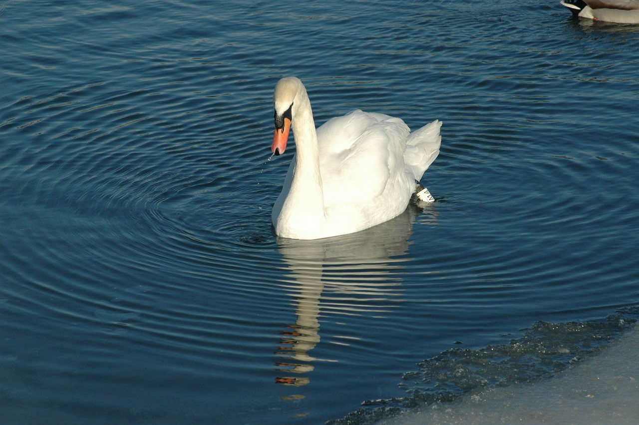 bird swan reflection free photo