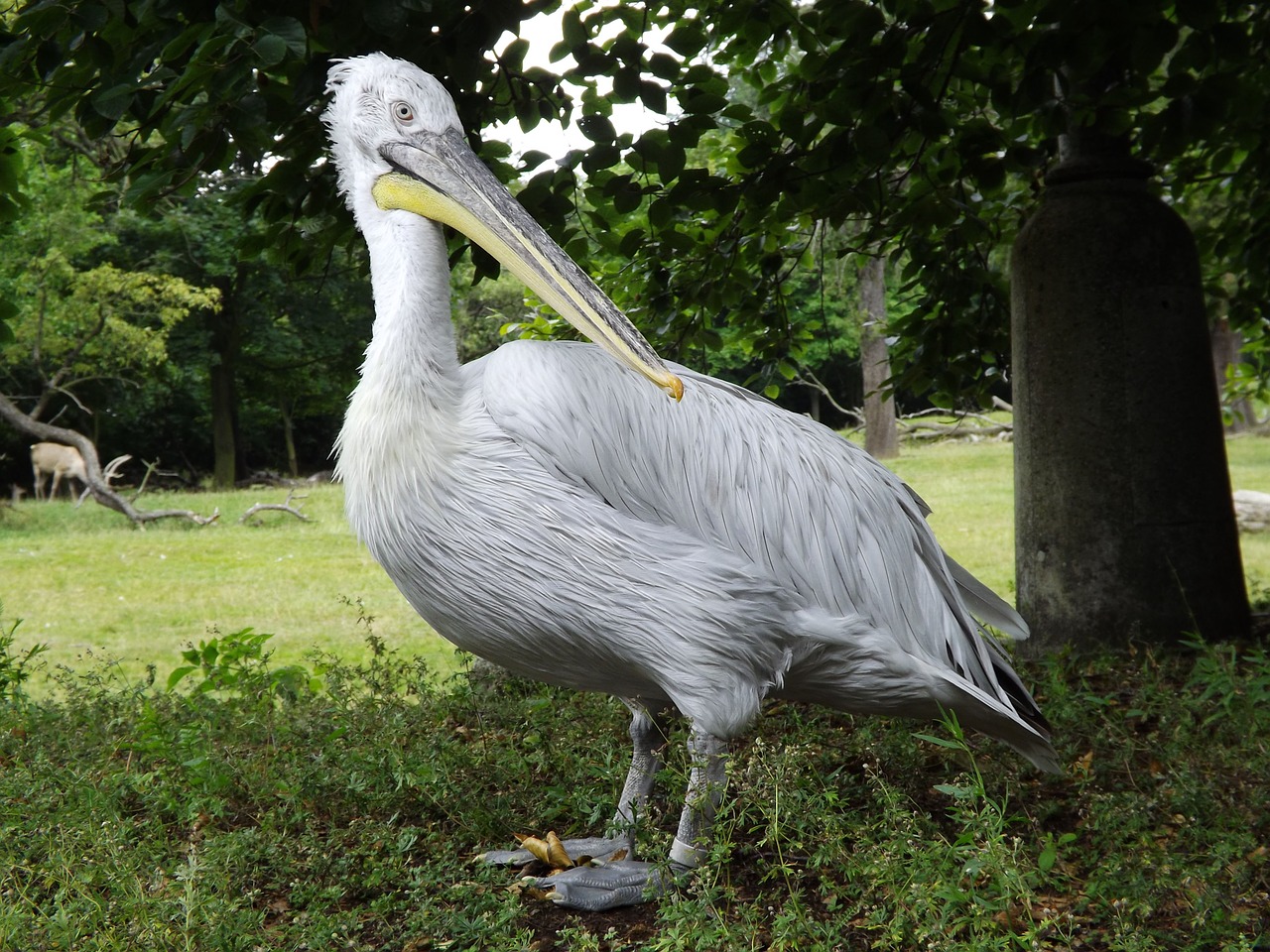 bird nature birds free photo