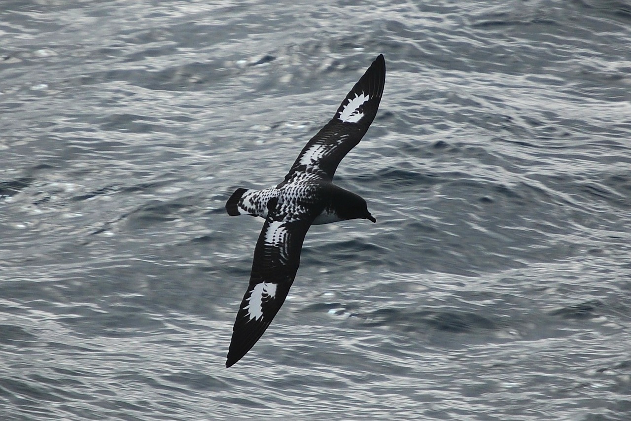 bird cape petrel sea free photo