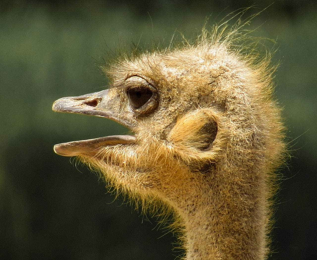 bird bouquet ostrich free photo