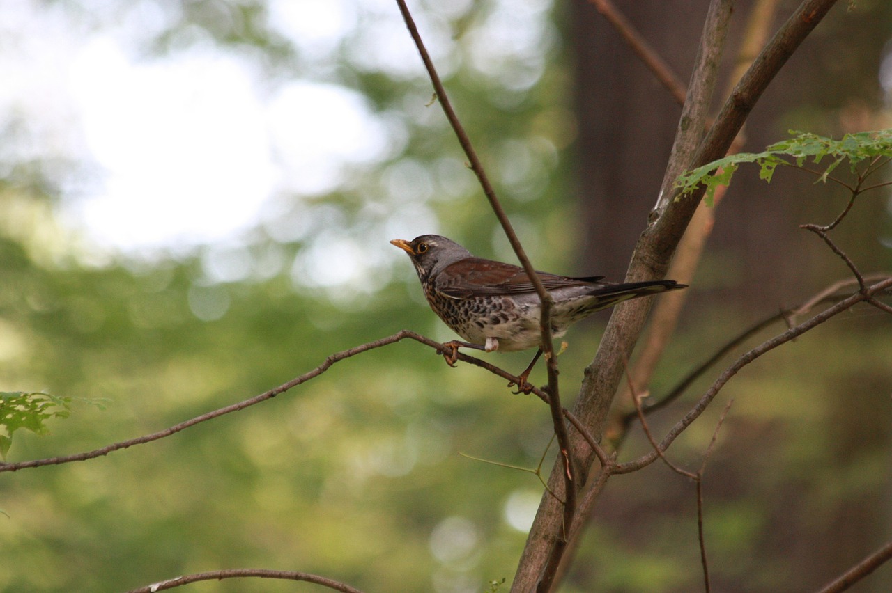 bird branches nature free photo