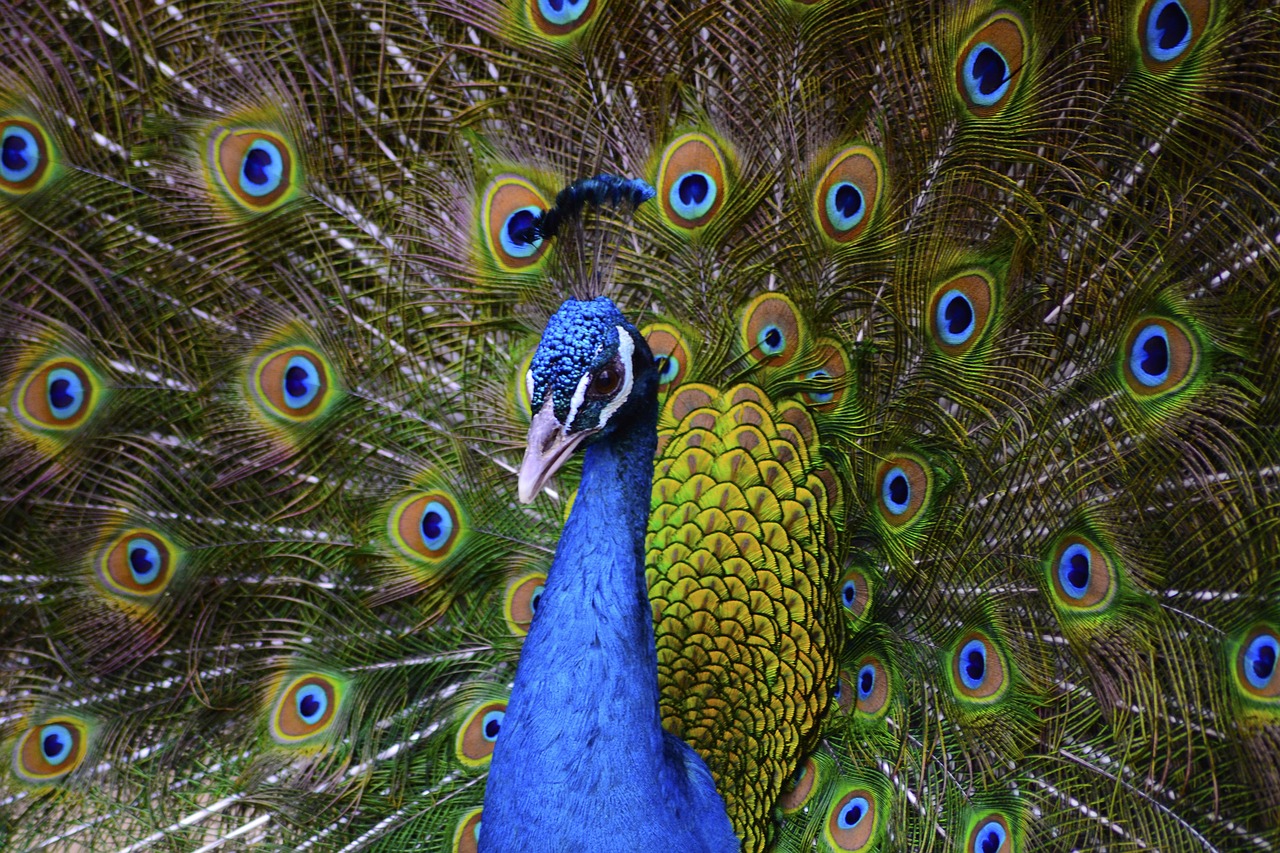 bird pet peacock free photo