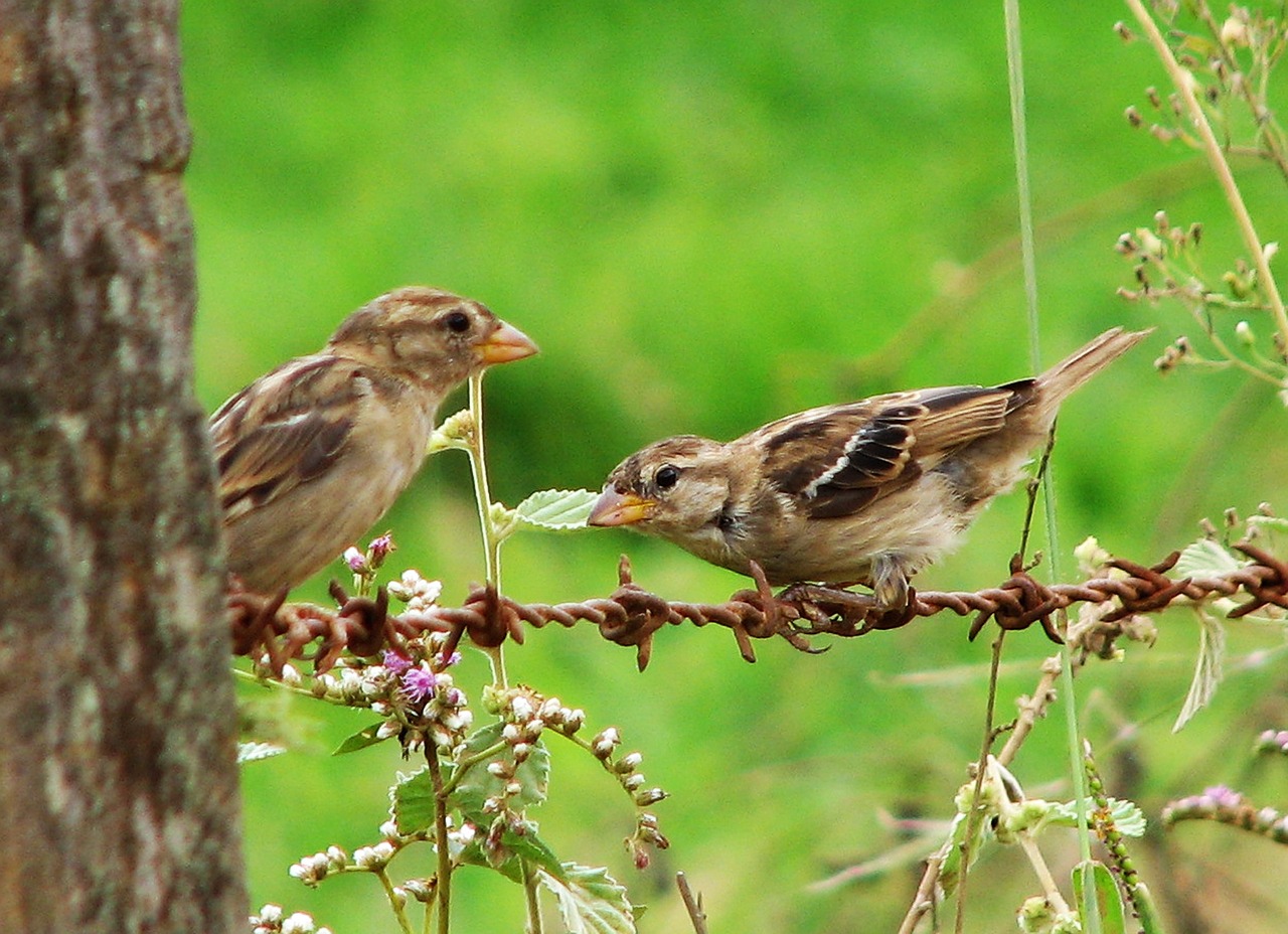 bird nature animals free photo