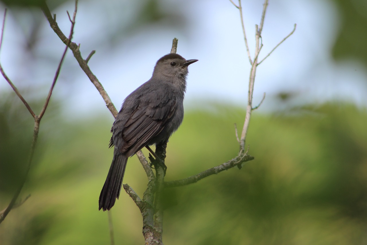 bird nature animal free photo