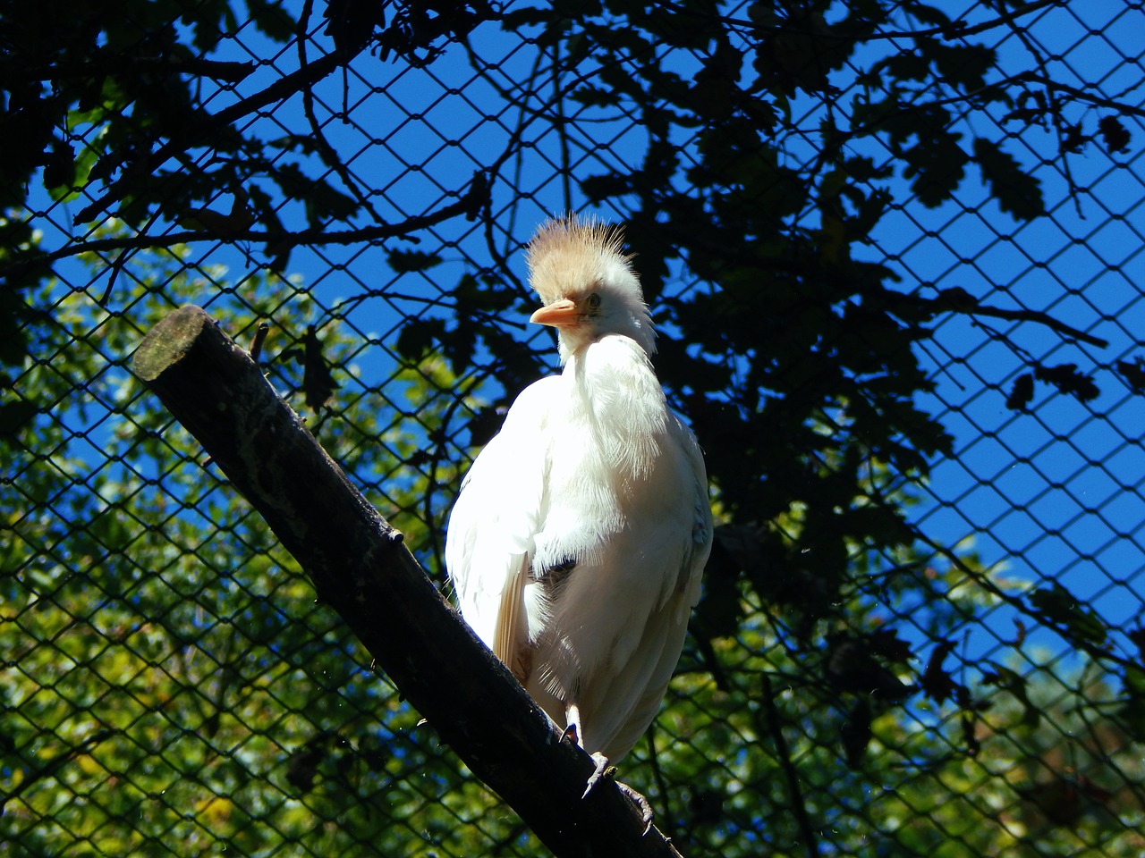 bird zoo nature free photo