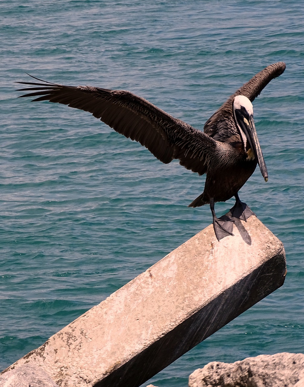 bird pelican wings free photo